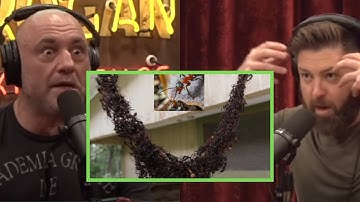 Joe Rogan - Ants Created a Bridge to ATTACK Wasps Nest!?!?!