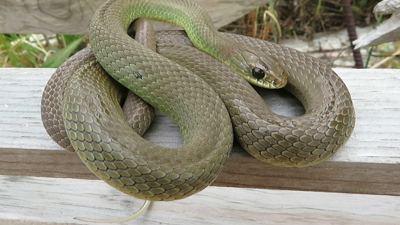rat snakes in alabama Beautiful Yellow Bellied Racer