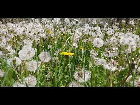 Pcelarstvo. Лепота природе. Пчеле на црвеној мртвој коприви, маслачку, трешњи