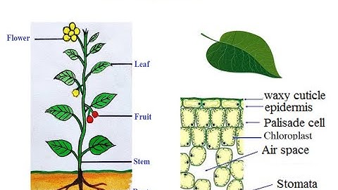 Photosynthesis - IGCSE Biology   Combined Science -  Dr  Hanaa Assil