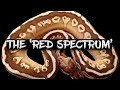 The 'Red Spectrum' Ball Python