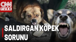 Siyasetin Gündemine Oturan Konu: Saldırgan Köpek Sorunu!