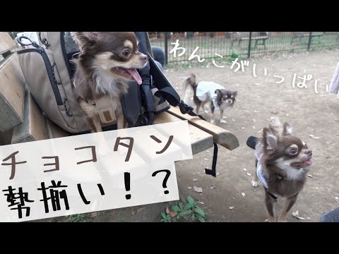 【代々木公園】ドッグランでまさかの素敵な出会いがありました