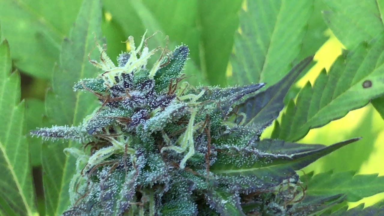 Cannabis Grow October 1 2017