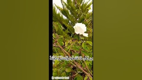 وهو الذي ينزل الغيث ....القارئ رضوان الشردوب #اكسبلور#المصحف #لايك #إشتراك