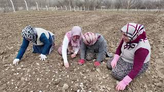 Sarımsak nasıl dikilir  sohbet muhabbet öğlen yemeği