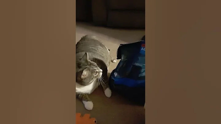 Gia Steals Doggies' Food