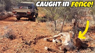 Shooting camels  Central Australia