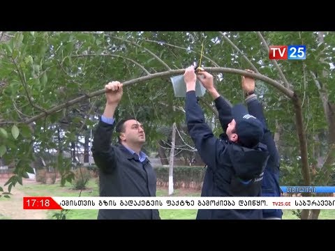 ფერომონები თბილისშიც დამონტაჟდება