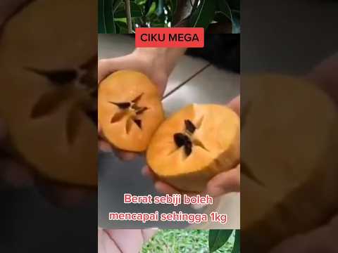 Video: Buah semak - membeli dan menanam