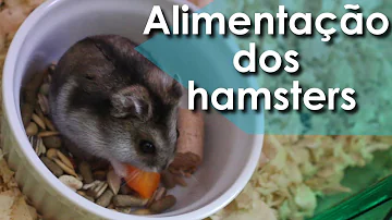 Que tipo de comida pode dar para hamster?