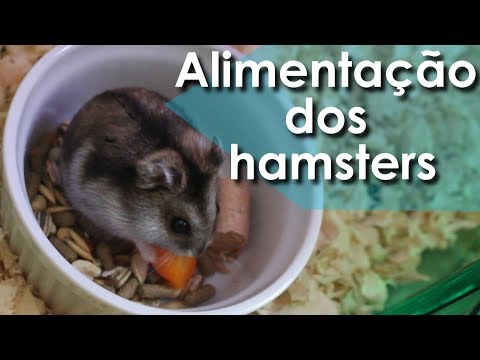 Vídeo: Como Alimentar O Seu Hamster