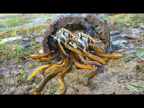 Vídeo: Enguias: peixes que surpreendem a imaginação