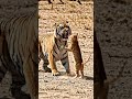 CAT TIGER FIGHTING SEEN 😤😤😤😤😤
