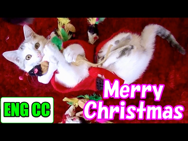 Cute kitten Santa's Merry Christmas【Eng CC】 - YouTube