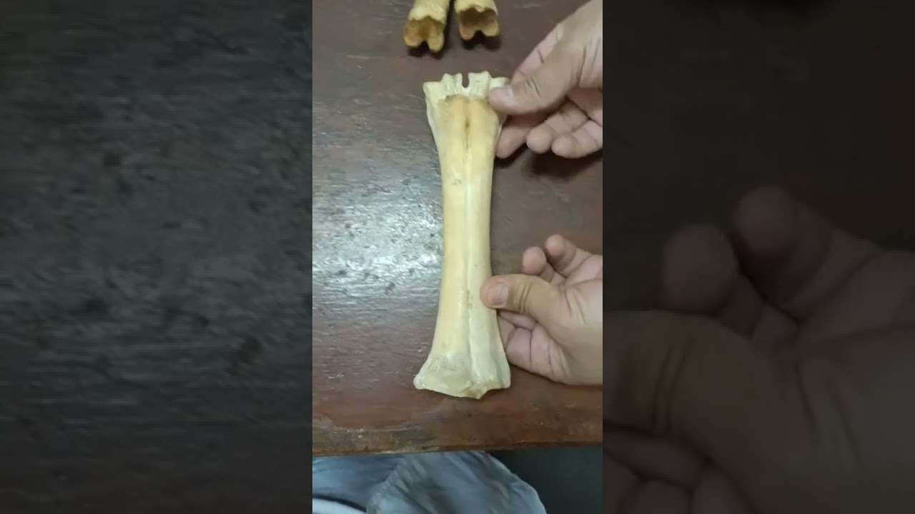 Metacarpus comparative دكتور رمضان ساري