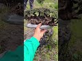 Get mountain thron bonsai material ready to display  #bonsai #bonsaitree #bonsaiart