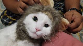 Belle The Lioness Cute Turkish Van Cat by Mighty Funny Cats 14 views 2 years ago 1 minute, 3 seconds