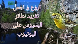 اروع تغريد لطائر البسبور المميز على اليوتيوب