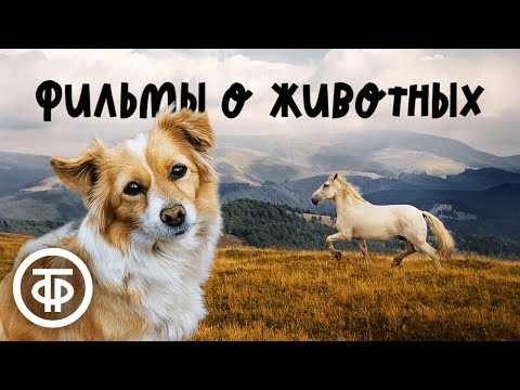 Советские художественные фильмы про животных. 2 часть 🐾