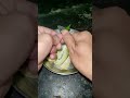 mango eating challenge accepted part 7