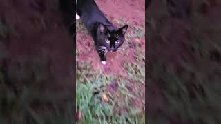 Mister Aegon Kitty is ready for some breakfast #shorts #cat #short #cats #catlover #catvideos #cute