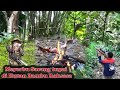 berburu tupai bajing kelapa ! Kelezatan Tupai panggang original langsung di alam liar