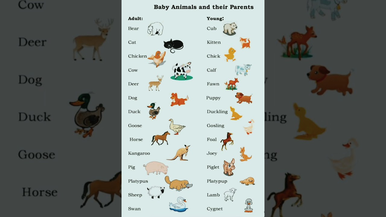 Baby Animals And Their Parents Names Youtube