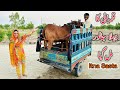 Qurbani ka phela janver mil gaya or itna sasta or mashaallah bhaout khobsurat bhi alia vlogs