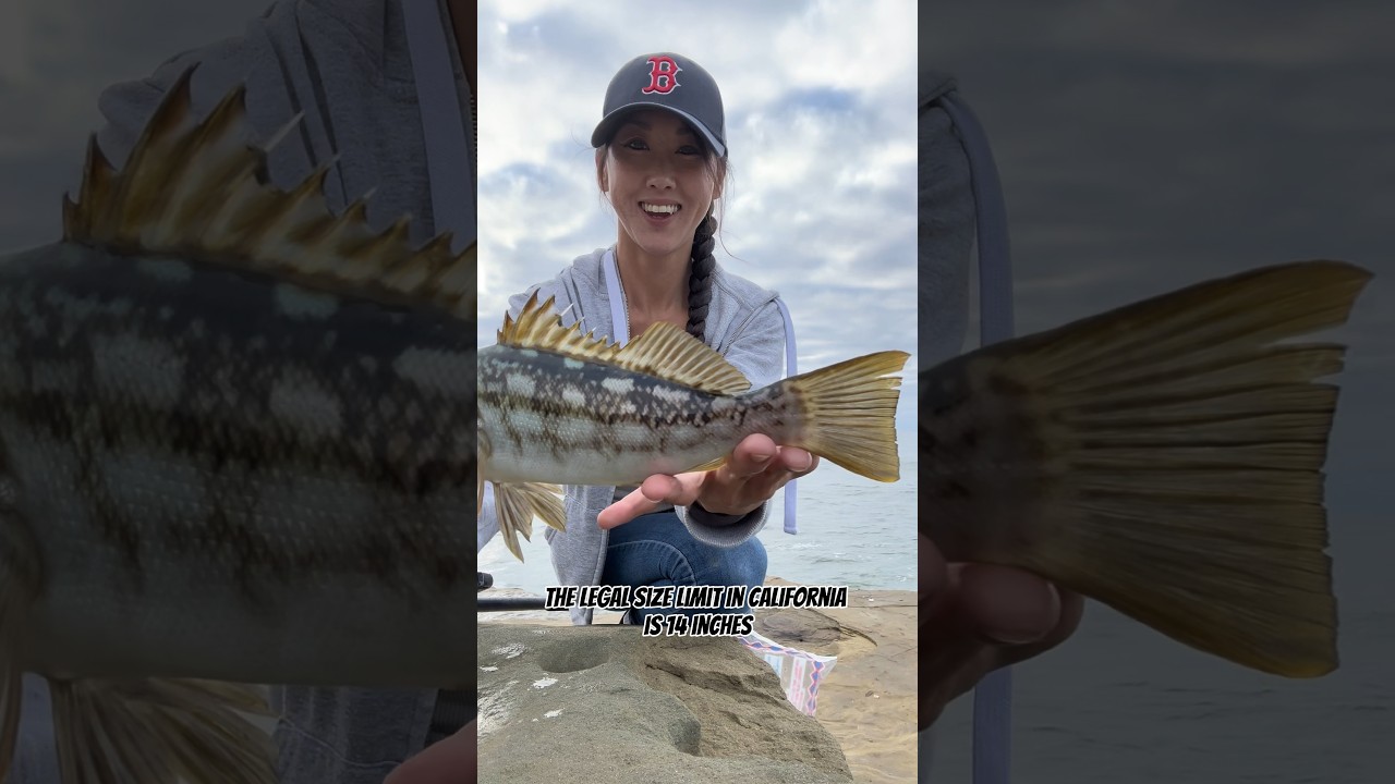Calico Bass California Size Limit and Bag Limit 