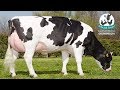 أفضل سعر البقر الهولشتاين بمصر لدى مزرعة الكنانة انتاج اللبن 14 طن The best price for Holstein cows