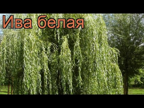 Видео: Что такое белая ива - узнайте о выращивании белой ивы