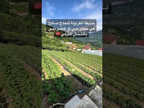 حديقة الفراولة في خضر نبي الشمال التركي