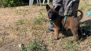 Picking The Perfect Belgian Malinois Puppy For French Ring Sport!