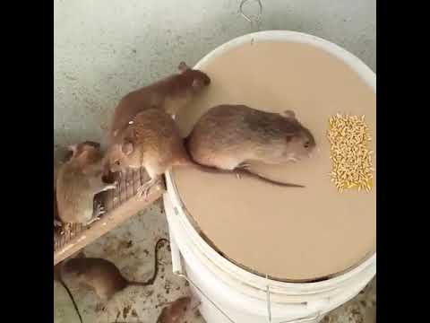 Best Mouse Trap Idea| How To Rat Catching on bucket    house Making Idea