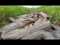 Amazing fishing! Catch a lot of fish in little water and mud by hand fisherman at Rice field