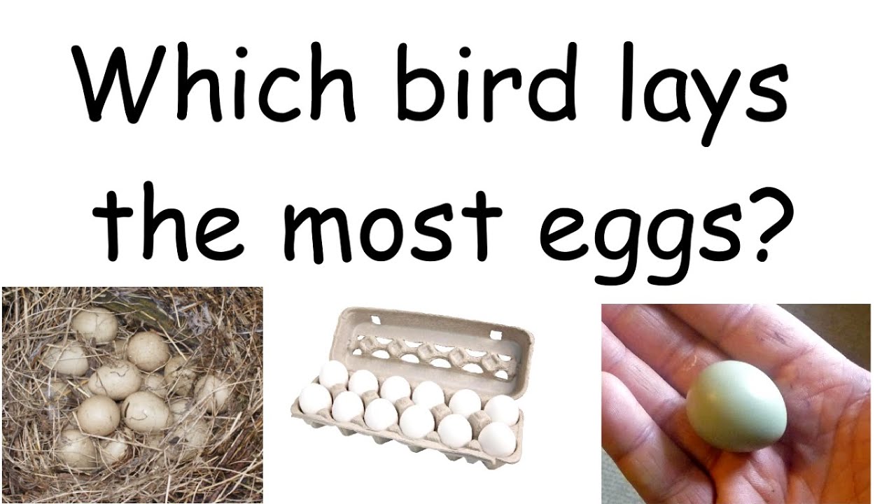 Which bird lays most eggs?_No other wild bird lays more eggs than this