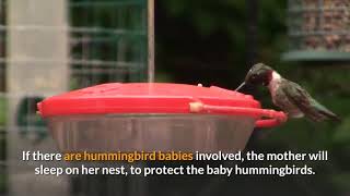 Where Do Hummingbirds Sleep? Bird Informer