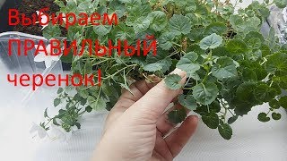 Важно! Выбор правильного черенка кампанулы для укоренения Важно! Выбор правильного черенка кампанулы для укоренения