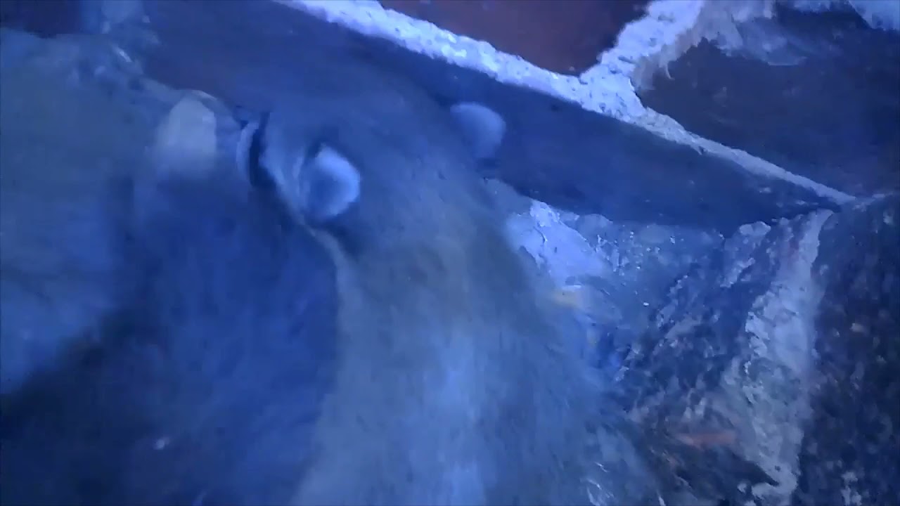 YouTube player