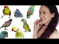 TOP 10 MOST UNDERRATED PARROTS | Great Parrots for A Beginner