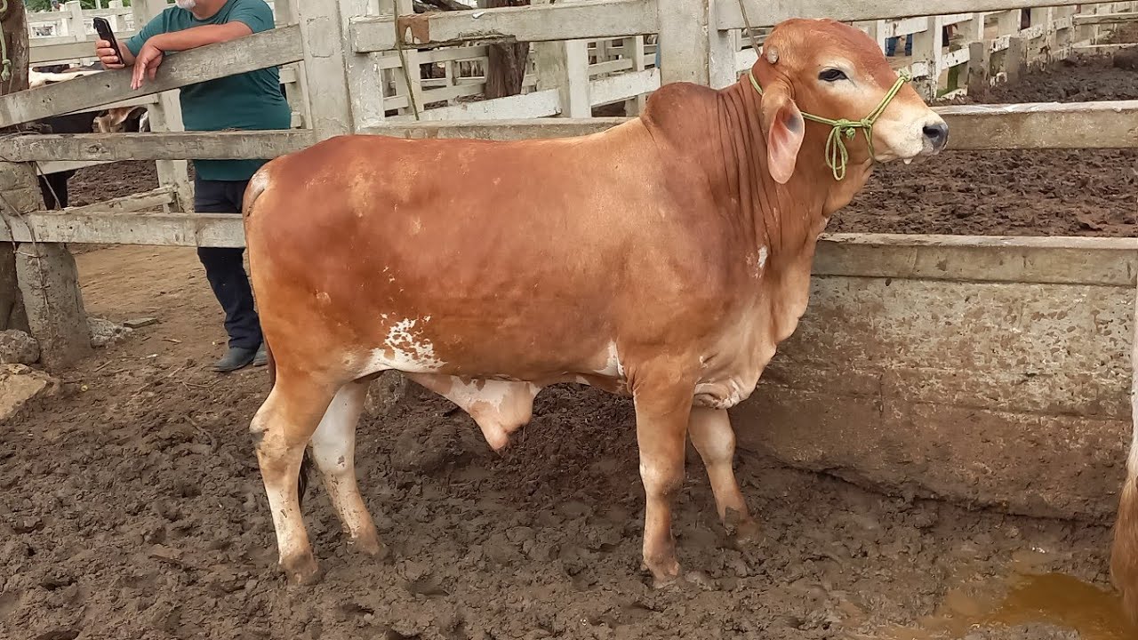 FEIRA DO GADO EM CAMPINA GRANDE-PB 04-03-2026 