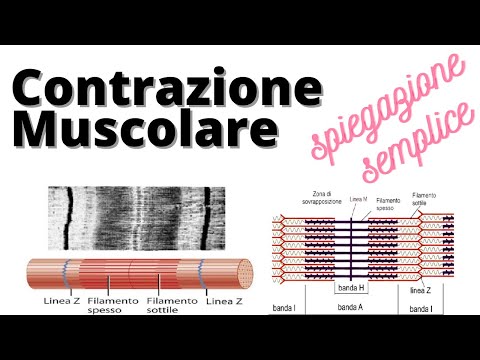 Video: Come interazione tra miosina e actina?