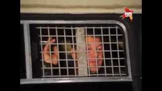 Более 70 задержанных в Бирюлево привлекаются к административной ответственности(, 2013-10-14T08:20:49.000Z)