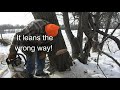 Precisely Felling a Leaning Tree