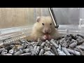お店にいるゴールデンハムスターに新発売のおやつをあげてみました！　吉祥寺店