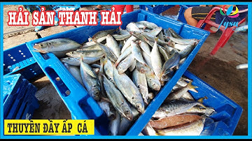 Độc Đáo Hải Sản Thanh Hải Phan Thiết|Nhộn Nhịp Những Chuyến Xuồng Máy #1