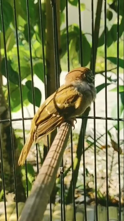 KICAU BURUNG GEREJA!!