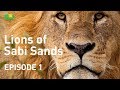 Lions of sabi sands  episode 1   meet the mapogo clan