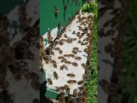 Bienen im Wonnemonat Mai - Ankündigung Video 